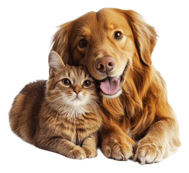 Golden retriever and tabby cat cuddling png
