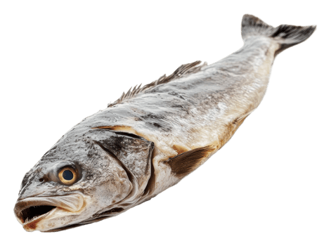 Fresh ocean fish ready for cooking png