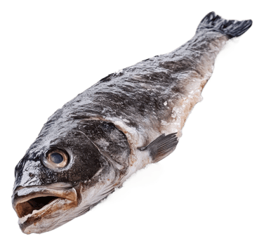 Fresh fish on a clean prep surface png