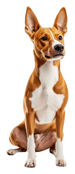 Graceful Basenji on white backdrop png
