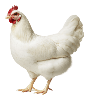 White hen on white background png