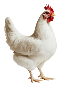 White hen standing calmly on a plain background png