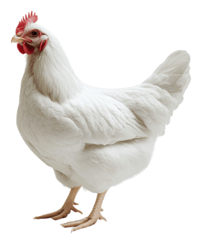 White hen standing gracefully in a natural setting png