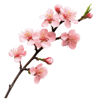 Beautiful pink cherry blossoms blooming in spring png