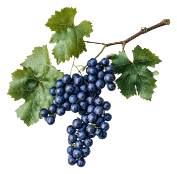 Freshly picked black grapes on vine with leaves png
