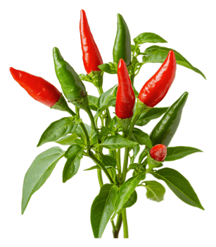 Colorful chili peppers growing on a plant png