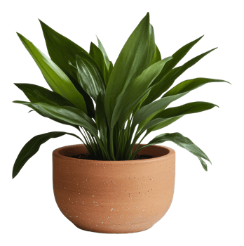 Indoor potted plant in a terracotta pot on display png