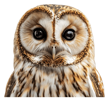 Close-up of a curious owl with striking features png