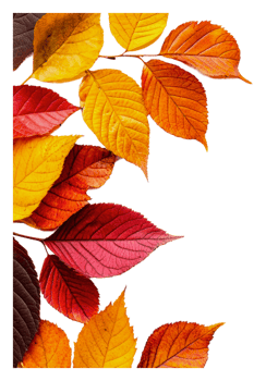 Autumn leaves on white background png