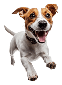 Joyful dog jumping in bright studio png