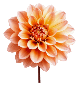 Peach and cream dahlia flower png