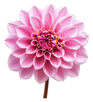 Intricate pink dahlia petal patterns png