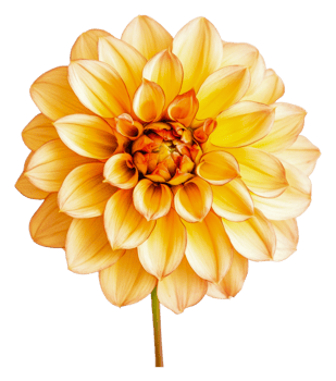 Beautiful yellow dahlia blooming in natural light png