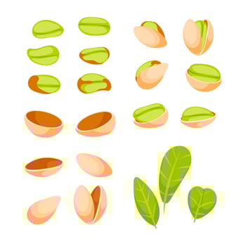 Set of pistachio nuts showing the stages of a pistachio cracking open, with some closed, some open, and some with the nut exposed vector