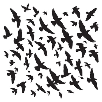 Silhouette of a flock of birds flying with white background vector