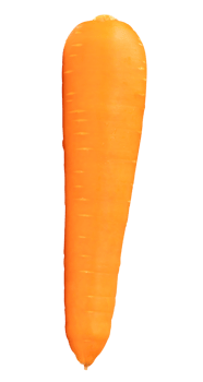 Top view of fresh orange carrot isolated with clipping path in file format png