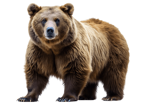 PNG brown bear standing isolated front transparent