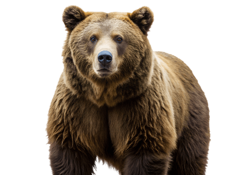 PNG isolated bear full body front view transparent