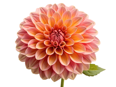 PNG blooming pink dahlia flower transparent