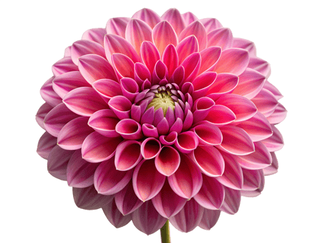 PNG pink dahlia isolated on black transparent