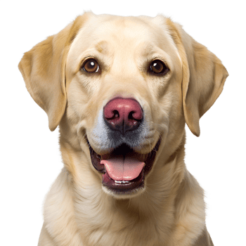 Happy Labrador retriever with a friendly expression against a white background, transparent png