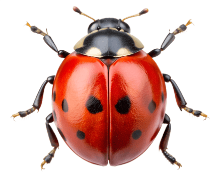 Close-up of a vibrant red ladybug with black spots on a white background, showcasing intricate details and textures of its body, transparent png