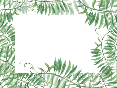 Mouse pea flowerless banner. Wildflower climbing plan green twig frame. Watercolour illustration. Meadow herbs, grass Realistic hand drawn template for greeting card, label isolated from background png