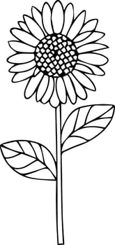 a outline illustration Sunflower vector