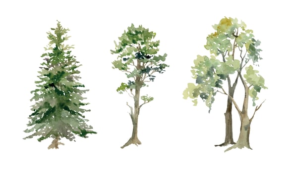 Scenery landscape coniferous deciduous forest fir spruce pine trees, oak cherry ash birch hand drawn in watercolor. Single isolated element for tourism, resort ads, hiking camping sites vacation. vector