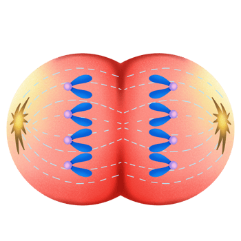 Cell division Mitosis Telophase illustration by hand drawn png