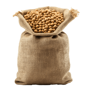 Burlap sack filled with fresh soybeans on a white background, transparent png