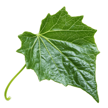 Close-up view of a vibrant green ivy leaf on a white background, transparent png