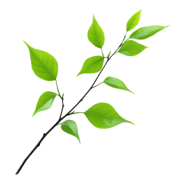 Fresh green leaves on a slender branch against a white background, transparent png