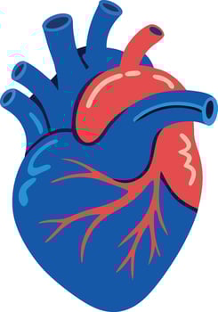 Cartoon human heart organ with blood vessels flat illustration vector