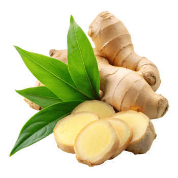 Fresh Ginger Root Piece on Transparent Background png