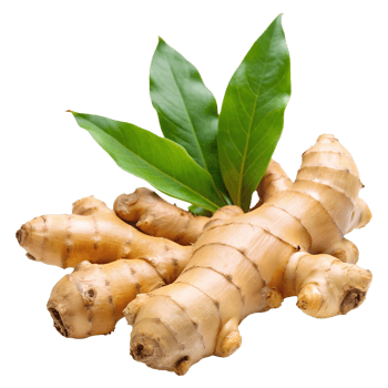 Ginger Root Slice and Whole Piece on Transparent Background png