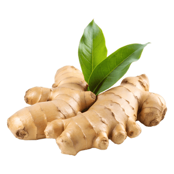 Ginger Root with Detailed Texture on Transparent Background png