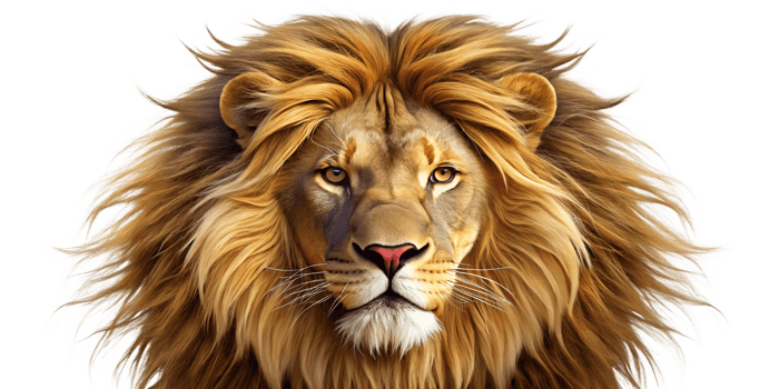 Majestic lion with a full mane against a white background, cut out transparent png