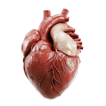 Detailed anatomical model of human heart with complex structure of arteries, veins and muscle tissue. Internal organs for transplantation png