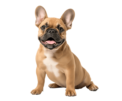 cute puppy French bulldog png