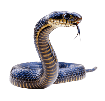 Black cobra snake attacking face isolated on transparent background cutout png