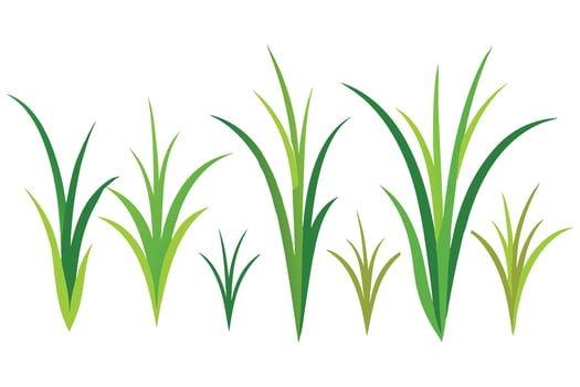 Fine Fescue grass set isolated flat illustration on white background. vector