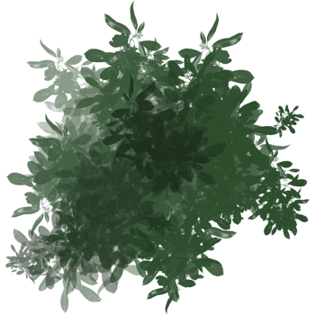 Foliage Lush Green Nature Pattern This emphasizes the vibrant and natural feel of the texture. png