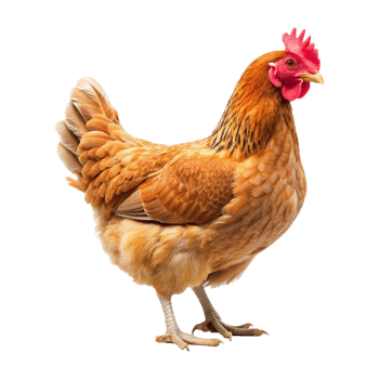 A Hen with a Transparent background png