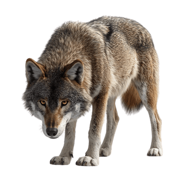 Wolf Staring Intensely with a Transparent Background, Ready to Pounce with a Fierce Look in its Eyes png
