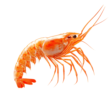 A Single Cooked Shrimp Isolated on a Transparent Background, Ready to Eat with a Delicious Flavor and Freshness png