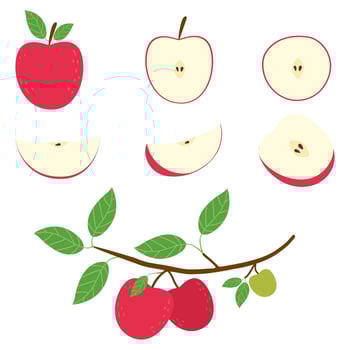 Hand drawn doodle apple set. Whole, half and slice fruit isolated on white. vector