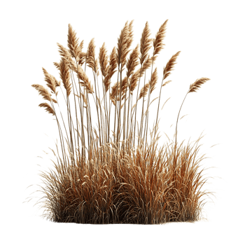 Tall Brown Grass with a Transparent Background for Design Projects png
