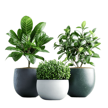 Three Potted Plants with Transparent Background png