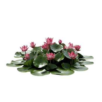 Water Lilies Blooming Beautifully on a Transparent Background png